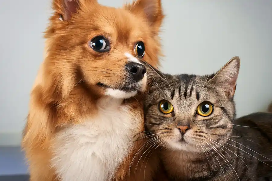 Pet Accessories